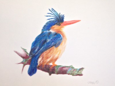 Dibujo a color de un pájaro azul sobre una rama de un árbol